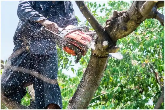 tree services South Carolina